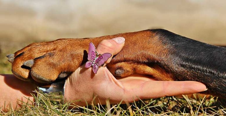 Cómo proteger las almohadillas del perro