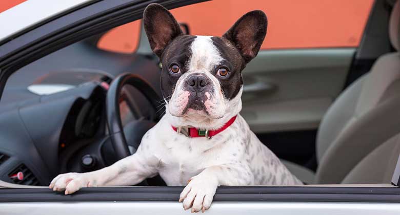 Cómo llevar al perro en coche