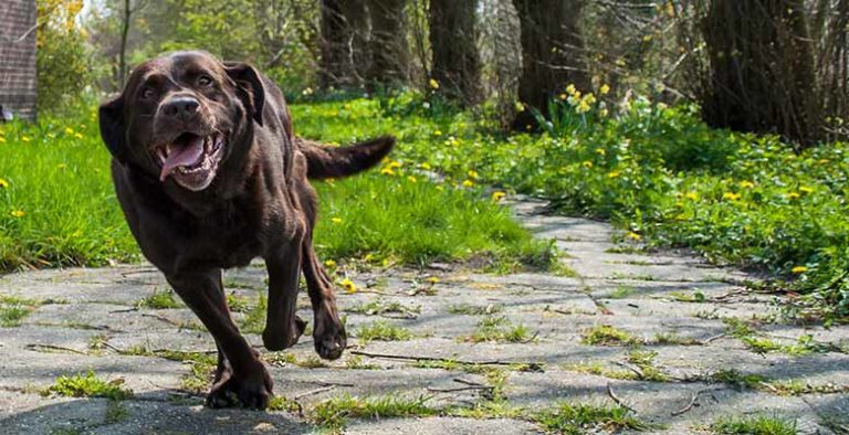 Condroprotectores para perros