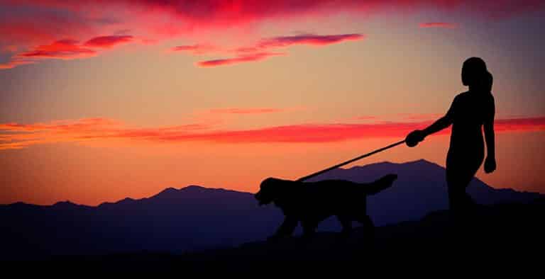 Correas para perros