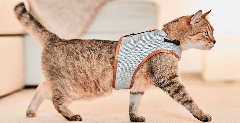 Correas y arneses para gatos