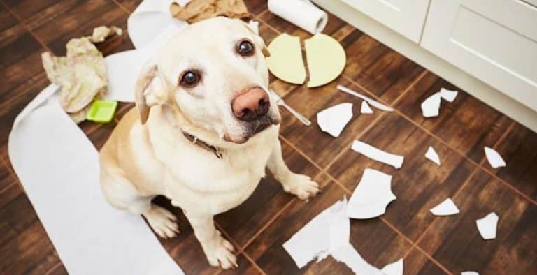 Cubos de basura anti perros