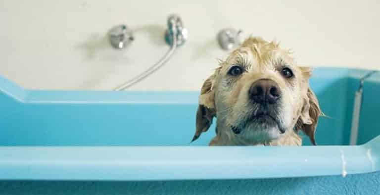 Duchas y bañeras para perros