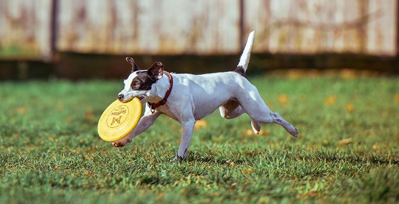 Frisbees para perros