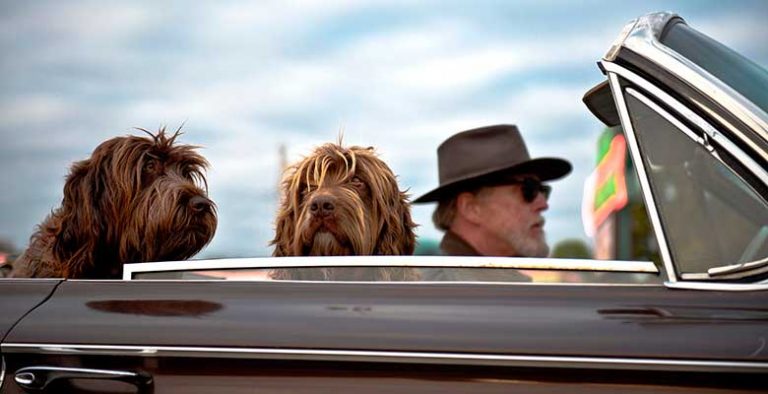 Protectores y fundas de coche para perros