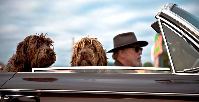 Protectores y fundas de coche para perros