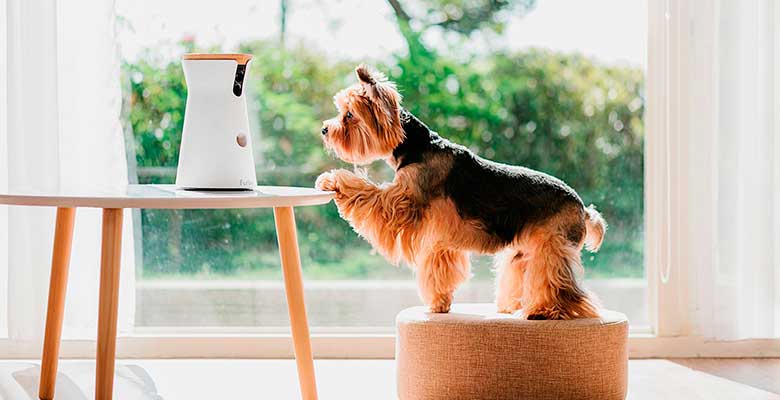 Furbo y otras cámaras para perros y gatos