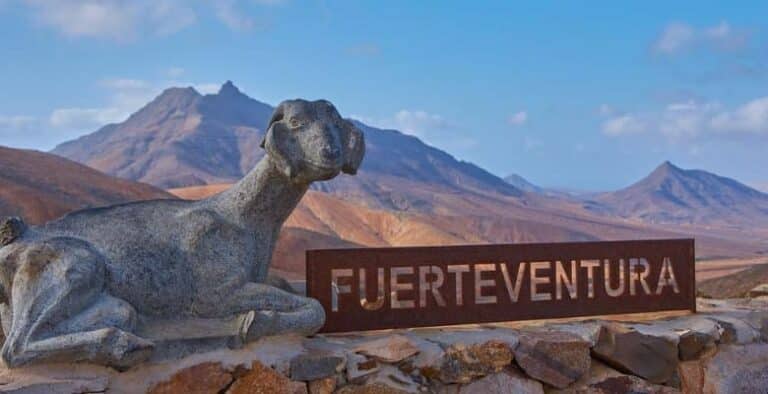 Hoteles que admiten mascotas en Fuerteventura