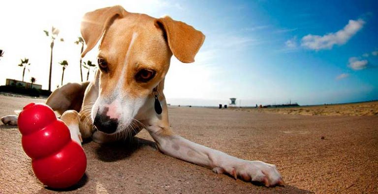 Juguetes para perros - Kong y otras marcas