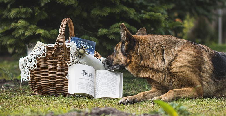 Libros de perros y de adiestramiento canino