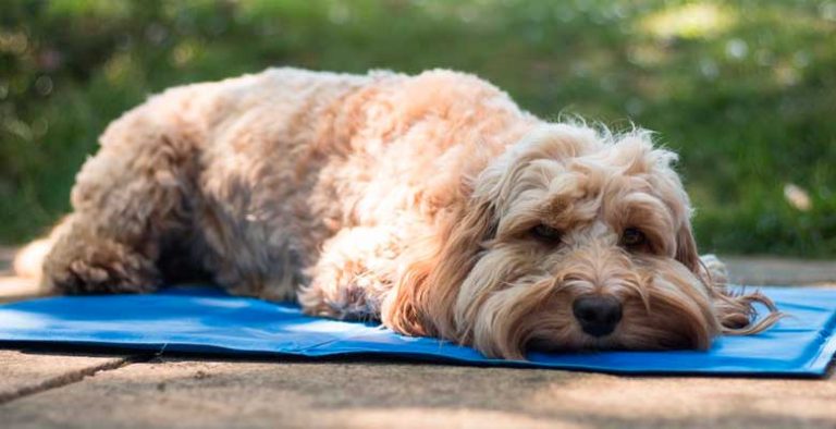 Tapetes refrescantes para cães