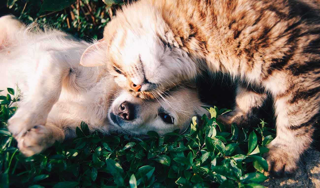 Animais de estimação MascotaPro