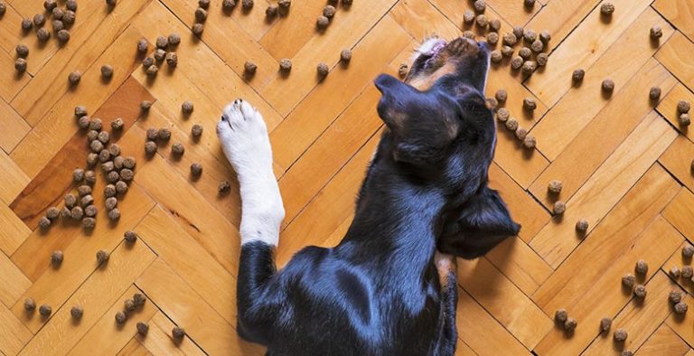 Medidores de pienso para perros y gatos