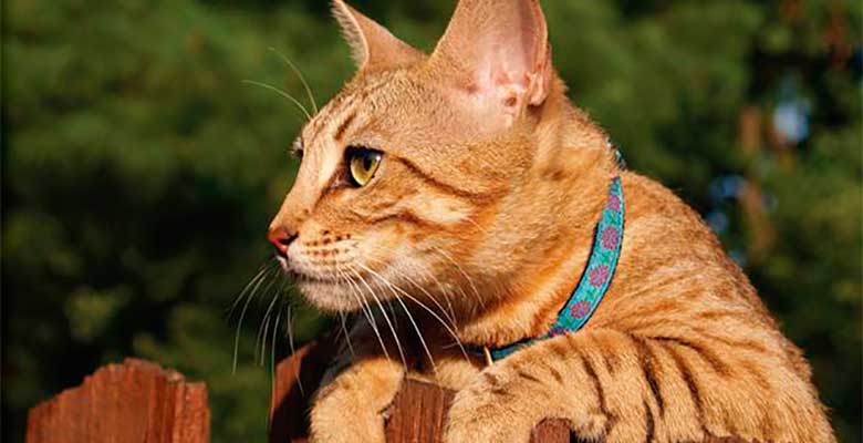 Collares para gatos: las mejores opciones