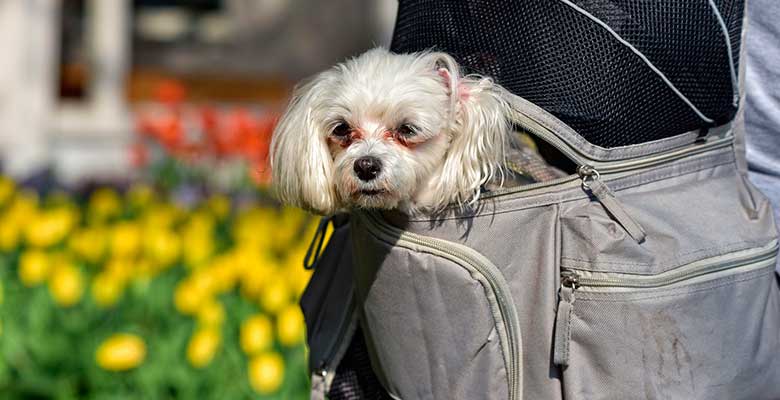 Mochilas para perros y gatos