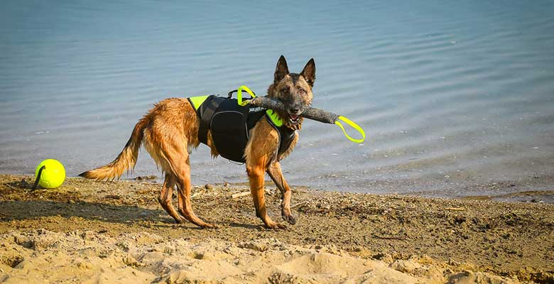 Mordedores para perros