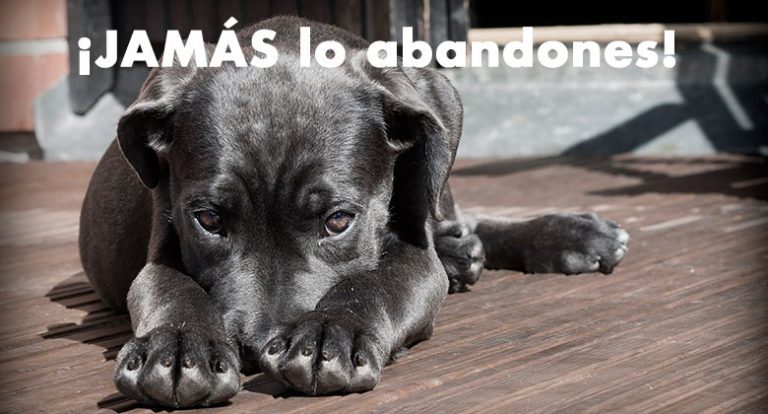 No abandones JAMÁS a tu perro