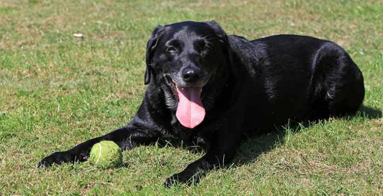 Pelotas para perros