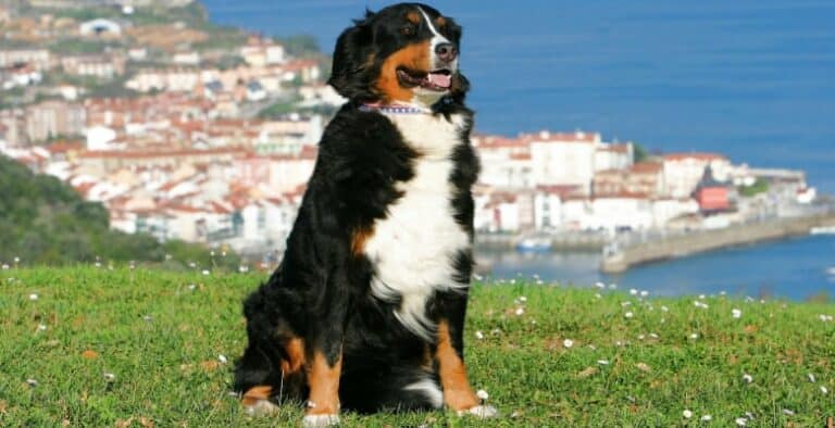 Perro en el País Vasco