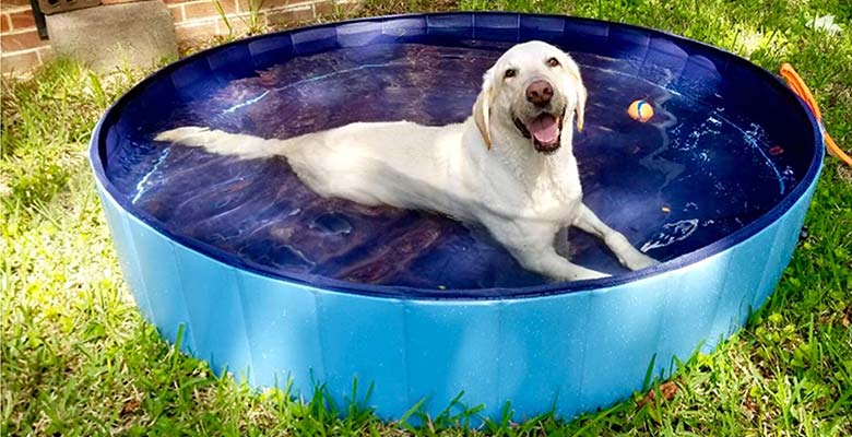 Piscinas para perros