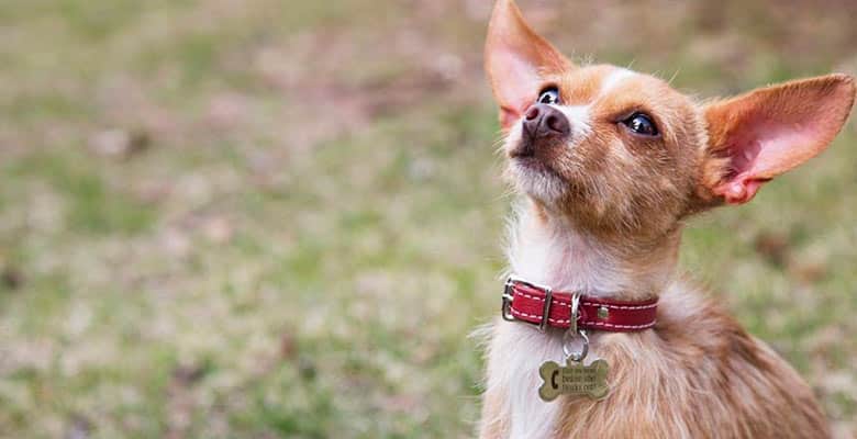 Placas para perros y gatos