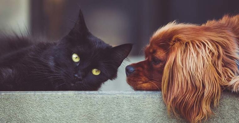 Probióticos para perros y gatos