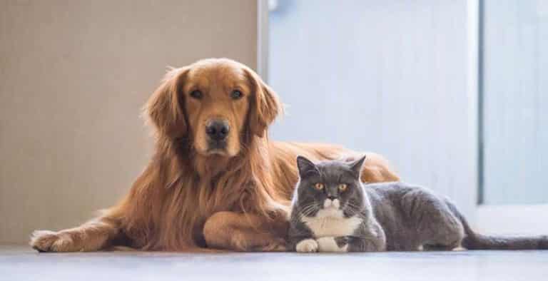 Quitar olor a perro y gato