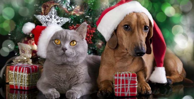 Regalos para amantes de los gatos y perros