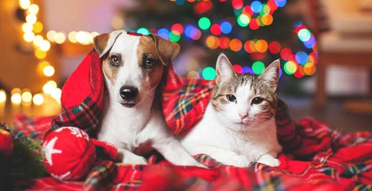 Regalos para perros y gatos