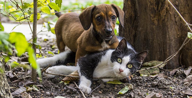 Repelentes para gatos y perros