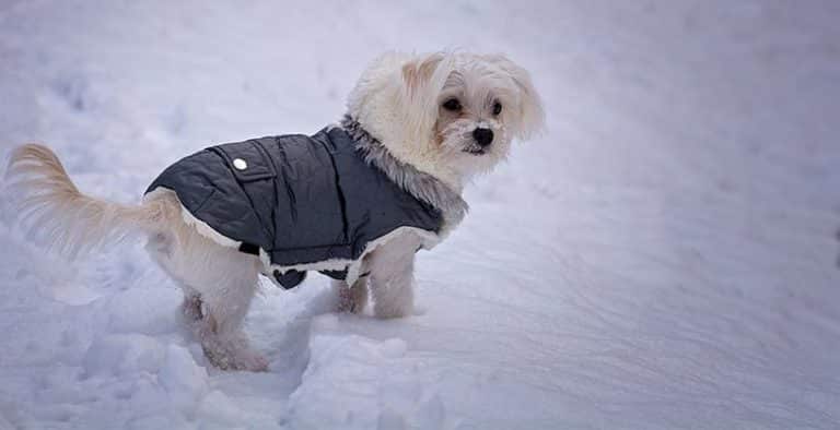 Ropa y abrigos para perros