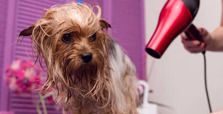 Secadoras de pelo para perros