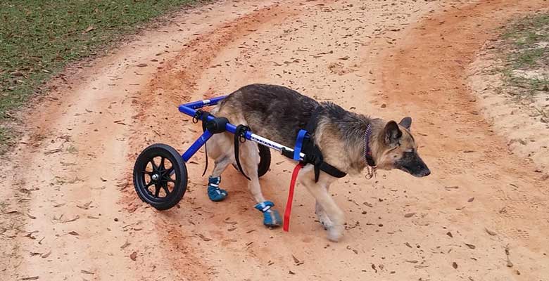 Sillas de ruedas para perros