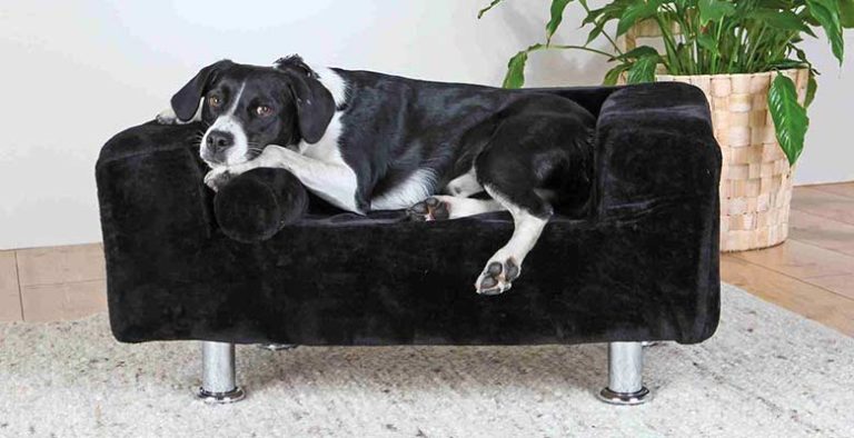 Sillones y sofás para perros