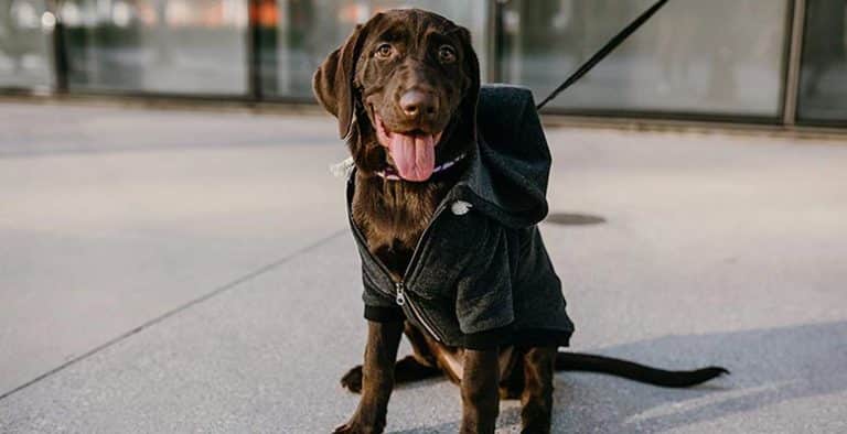 Sudaderas y jerseys para perros