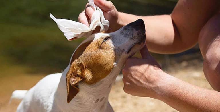 Toallitas para perros