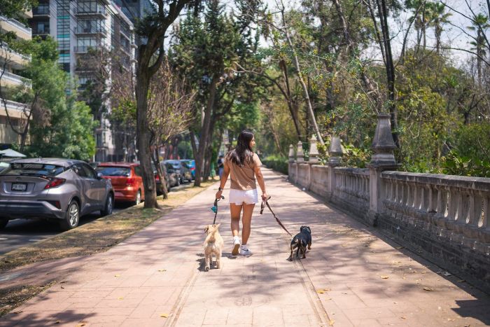 Arnés vs collar para perros: qué es mejor