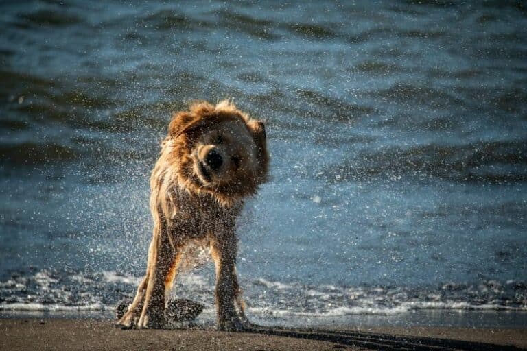 Perro sacudiendose agua despues de un baño