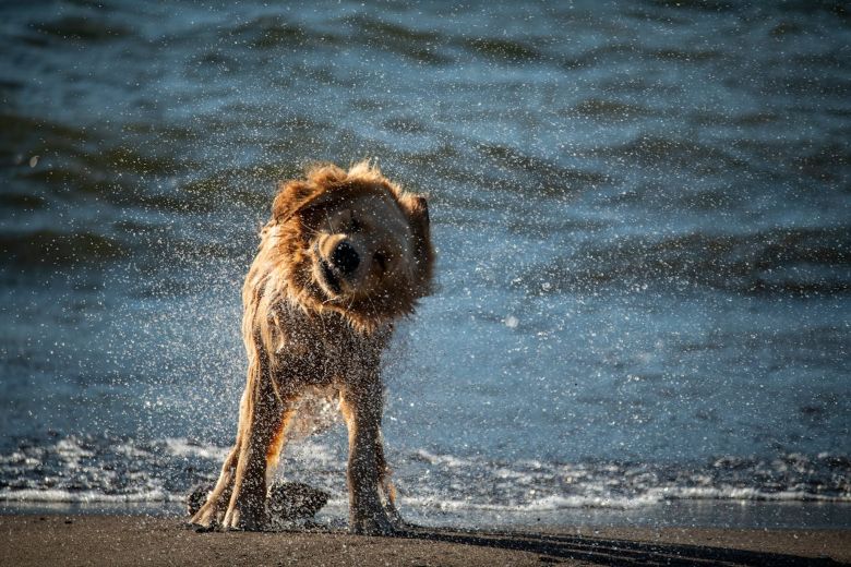 Perro sacudiendose agua despues de un baño