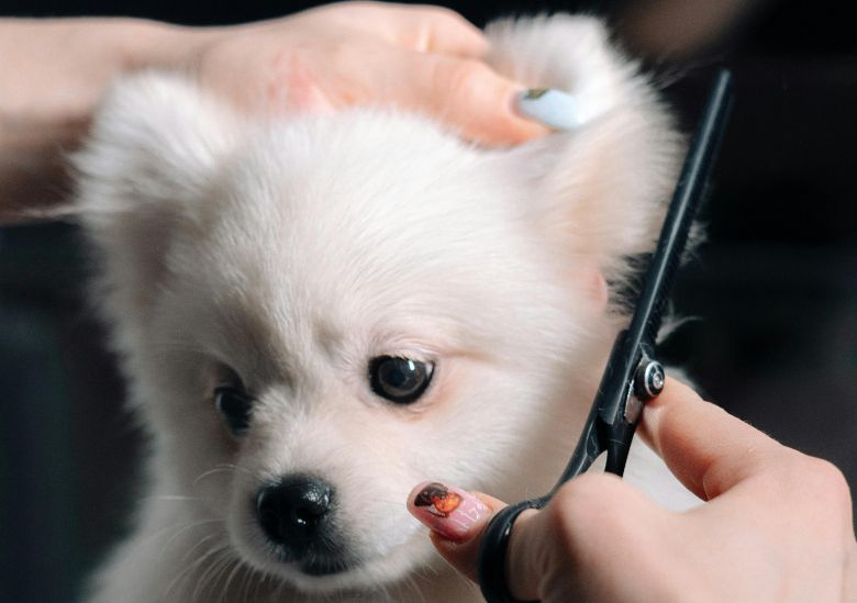 Cortándole el pelo a un perro. Se puede hacer en casa