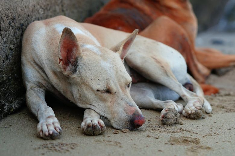 Perro con problemas de piel o sarna