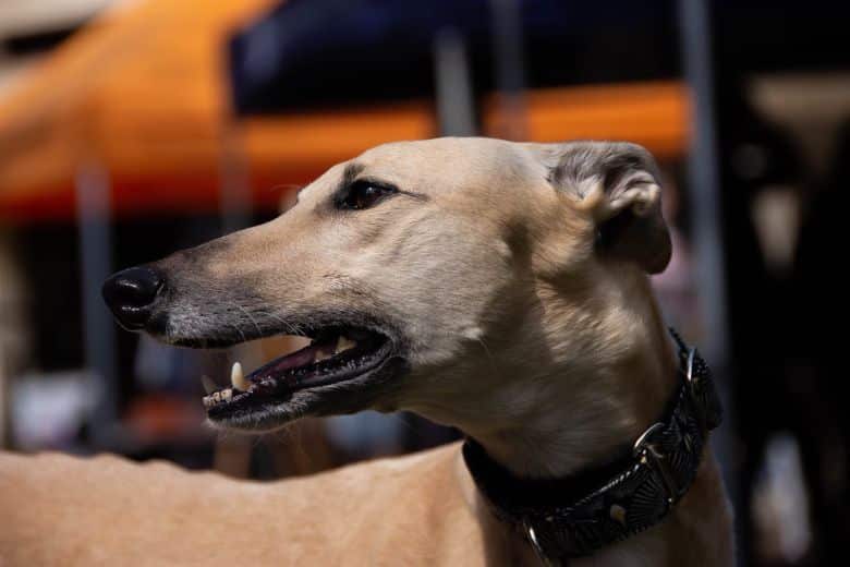 El galgo es uno de los perros más veloces del mundo