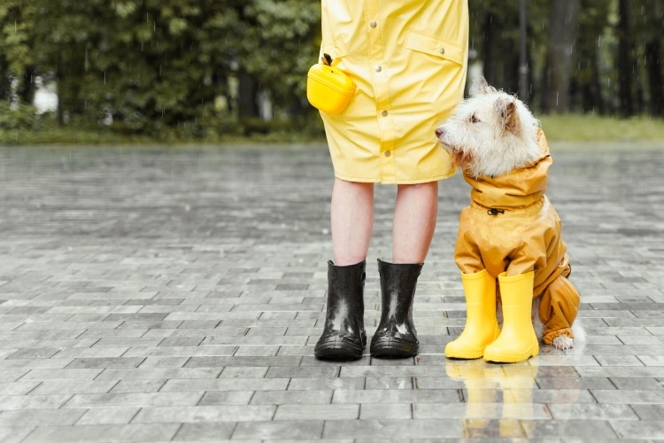 Consejos para sacar a tu perro con mal tiempo