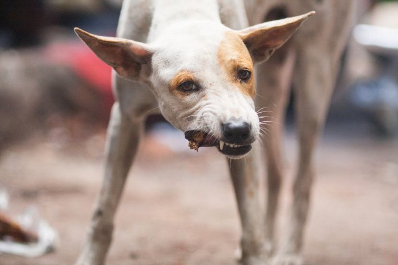 Perro comiendo caca