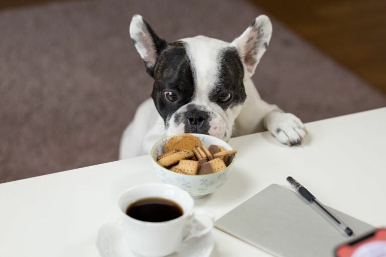 Un perro con ansiedad por la comida suele comer rápido