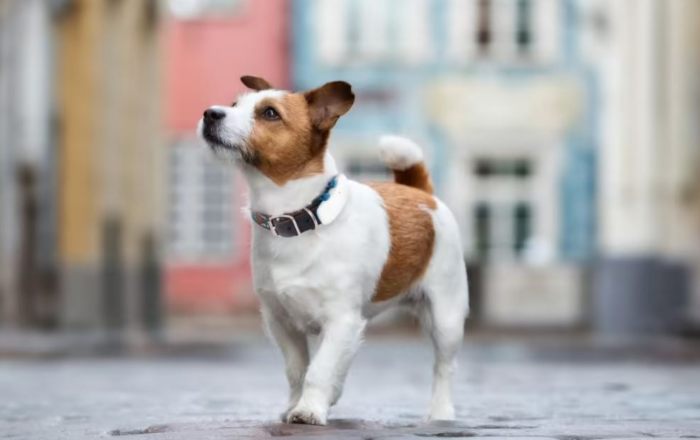 Localiza a tu perro o gato con un collar GPS. Foto Tractive