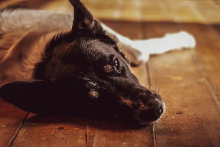 Perro con cara de enfermo y tener fiebre