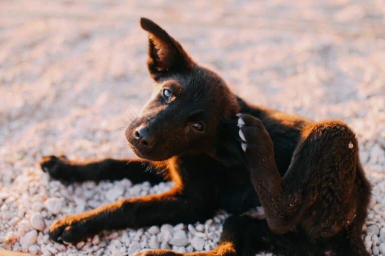 Perro rascándose una picadura de garrapata