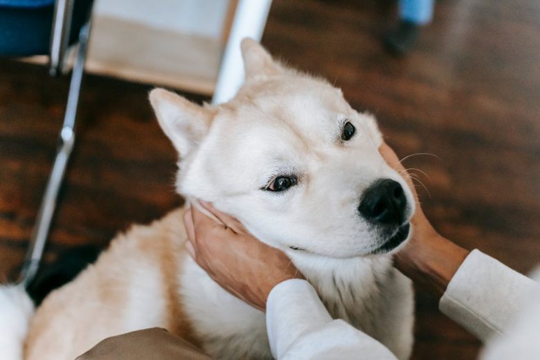 Revisando el pelo del perro por si tiene pulgas en casa