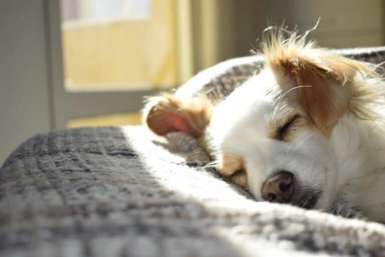 Perro durmiendo tranquilo ¿por qué a veces tiembla?